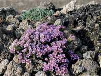 微距生态摄影补光大全