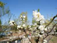 发挥器材最大功力 狗头拍花攻略