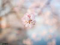 简单七招教你拍好花卉摄影