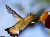 可以善用高感光度的4种情况