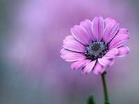 15个花卉拍摄必学技巧