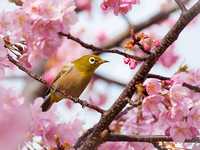 9个拍摄鸟类的入门技巧