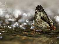 微距摄影入门知识和技巧