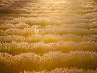 助你摆脱糖水照的15个建议