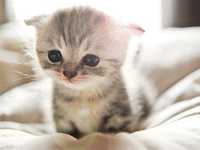 给猫咪拍照的5个正确姿势