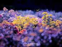 简明扼要 教你唯美菊花怎么拍