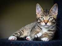 八招教你玩转宠物主题类摄影