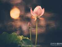 利用多重曝光拍出不一样的荷花