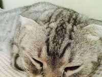 手机拍摄喵咪必备技巧