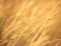 花卉摄影必知的6个攻略