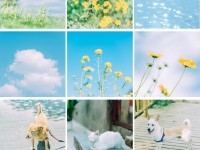 清新类静物摄影的前后期系统教学